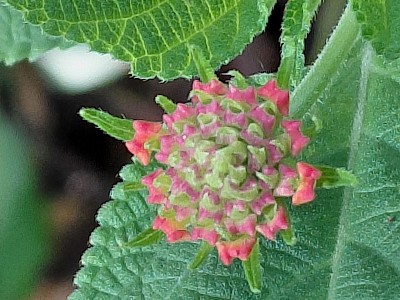 Pretty orange Flower