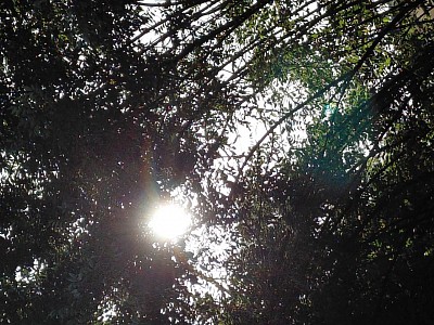 Sunset through the trees