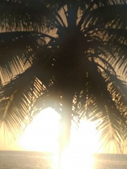 Through the branches of this Palm Tree a glimpse of the setting Sun's brilliance is seen