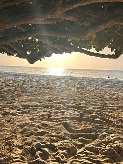 Beach scenery: the sandy shore holds the imprint of footsteps which have glided over its smooth surface in time, whilst the setting sun glows warmly through the trees