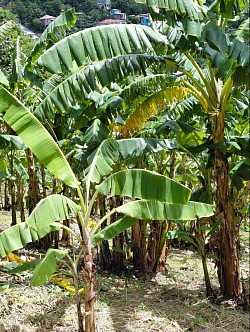 Banana Trees on flat land demographics