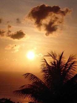 Golden sunset glow, with the Palm tree serving as the backdrop to celebrate the past day's experience.*