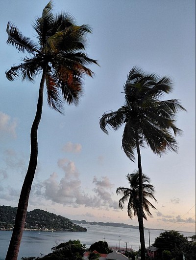 Beautiful Fronds! Tall Coconut trees wave their long fronds as the wind dips and sways, their wavering branches.
